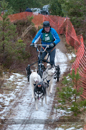 Racing Team in the Siberian Husky Club of GB Arden Grange Aviemore Sled Dog Rally 2012.