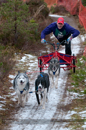 Racing Team in the Siberian Husky Club of GB Arden Grange Aviemore Sled Dog Rally 2012.