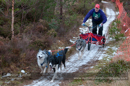 Racing Team in the Siberian Husky Club of GB Arden Grange Aviemore Sled Dog Rally 2012.