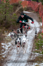 Racing Team in the Siberian Husky Club of GB Arden Grange Aviemore Sled Dog Rally 2012.