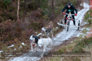 Racing Team in the Siberian Husky Club of GB Arden Grange Aviemore Sled Dog Rally 2012.