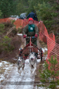 Racing Team in the Siberian Husky Club of GB Arden Grange Aviemore Sled Dog Rally 2012.