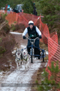 Racing Team in the Siberian Husky Club of GB Arden Grange Aviemore Sled Dog Rally 2012.