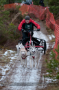 Racing Team in the Siberian Husky Club of GB Arden Grange Aviemore Sled Dog Rally 2012.