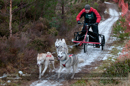 Racing Team in the Siberian Husky Club of GB Arden Grange Aviemore Sled Dog Rally 2012.