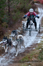 Racing Team in the Siberian Husky Club of GB Arden Grange Aviemore Sled Dog Rally 2012.