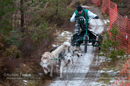 Racing Team in the Siberian Husky Club of GB Arden Grange Aviemore Sled Dog Rally 2012.