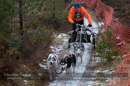 Racing Team in the Siberian Husky Club of GB Arden Grange Aviemore Sled Dog Rally 2012.
