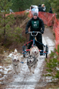 Racing Team in the Siberian Husky Club of GB Arden Grange Aviemore Sled Dog Rally 2012.