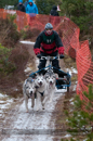 Racing Team in the Siberian Husky Club of GB Arden Grange Aviemore Sled Dog Rally 2012.