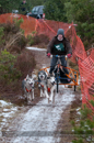 Racing Team in the Siberian Husky Club of GB Arden Grange Aviemore Sled Dog Rally 2012.