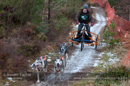 Racing Team in the Siberian Husky Club of GB Arden Grange Aviemore Sled Dog Rally 2012.