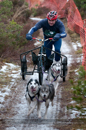 Racing Team in the Siberian Husky Club of GB Arden Grange Aviemore Sled Dog Rally 2012.