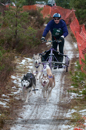 Racing Team in the Siberian Husky Club of GB Arden Grange Aviemore Sled Dog Rally 2012.