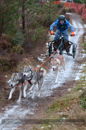 Racing Team in the Siberian Husky Club of GB Arden Grange Aviemore Sled Dog Rally 2012.