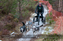 Racing Team in the Siberian Husky Club of GB Arden Grange Aviemore Sled Dog Rally 2012.