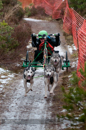 Racing Team in the Siberian Husky Club of GB Arden Grange Aviemore Sled Dog Rally 2012.