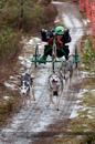 Racing Team in the Siberian Husky Club of GB Arden Grange Aviemore Sled Dog Rally 2012.
