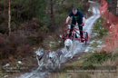 Racing Team in the Siberian Husky Club of GB Arden Grange Aviemore Sled Dog Rally 2012.