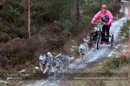 Racing Team in the Siberian Husky Club of GB Arden Grange Aviemore Sled Dog Rally 2012.