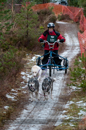 Racing Team in the Siberian Husky Club of GB Arden Grange Aviemore Sled Dog Rally 2012.