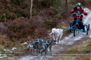 Racing Team in the Siberian Husky Club of GB Arden Grange Aviemore Sled Dog Rally 2012.