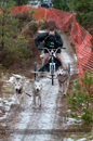Racing Team in the Siberian Husky Club of GB Arden Grange Aviemore Sled Dog Rally 2012.