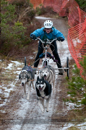 Racing Team in the Siberian Husky Club of GB Arden Grange Aviemore Sled Dog Rally 2012.