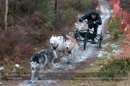 Racing Team in the Siberian Husky Club of GB Arden Grange Aviemore Sled Dog Rally 2012.