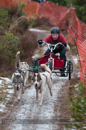 Racing Team in the Siberian Husky Club of GB Arden Grange Aviemore Sled Dog Rally 2012.