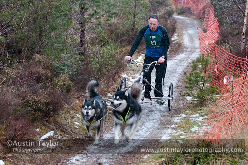 Racing Team in the Siberian Husky Club of GB Arden Grange Aviemore Sled Dog Rally 2012.