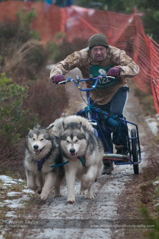 Racing Team in the Siberian Husky Club of GB Arden Grange Aviemore Sled Dog Rally 2012.