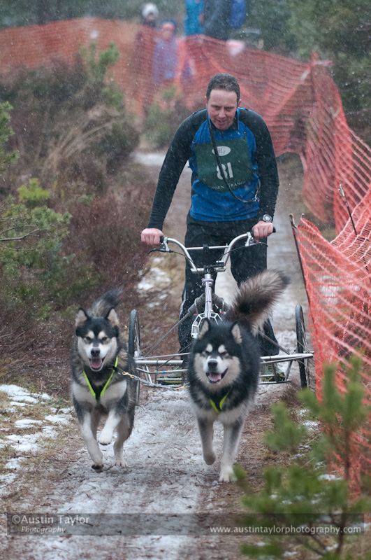 Racing Team in the Siberian Husky Club of GB Arden Grange Aviemore Sled Dog Rally 2012.