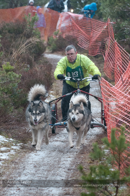 Racing Team in the Siberian Husky Club of GB Arden Grange Aviemore Sled Dog Rally 2012.