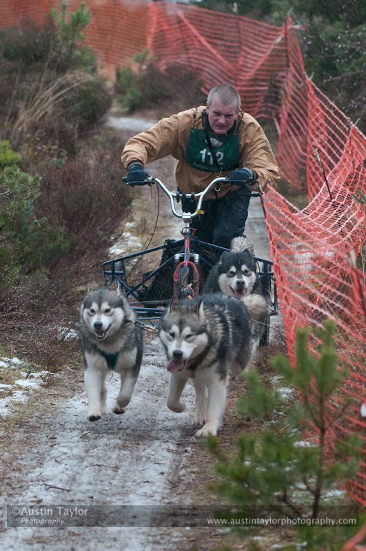 Racing Team in the Siberian Husky Club of GB Arden Grange Aviemore Sled Dog Rally 2012.