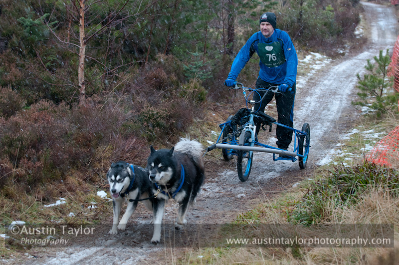 Racing Team in the Siberian Husky Club of GB Arden Grange Aviemore Sled Dog Rally 2012.