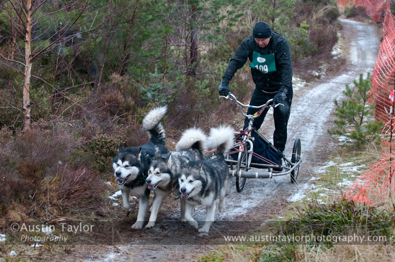 Racing Team in the Siberian Husky Club of GB Arden Grange Aviemore Sled Dog Rally 2012.