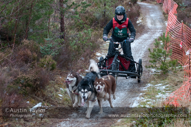 Racing Team in the Siberian Husky Club of GB Arden Grange Aviemore Sled Dog Rally 2012.