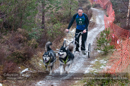 Racing Team in the Siberian Husky Club of GB Arden Grange Aviemore Sled Dog Rally 2012.