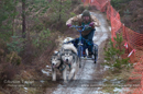 Racing Team in the Siberian Husky Club of GB Arden Grange Aviemore Sled Dog Rally 2012.