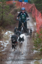 Racing Team in the Siberian Husky Club of GB Arden Grange Aviemore Sled Dog Rally 2012.
