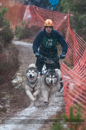 Racing Team in the Siberian Husky Club of GB Arden Grange Aviemore Sled Dog Rally 2012.
