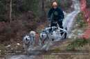 Racing Team in the Siberian Husky Club of GB Arden Grange Aviemore Sled Dog Rally 2012.