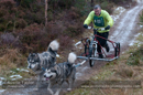 Racing Team in the Siberian Husky Club of GB Arden Grange Aviemore Sled Dog Rally 2012.