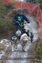 Racing Team in the Siberian Husky Club of GB Arden Grange Aviemore Sled Dog Rally 2012.