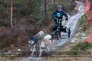 Racing Team in the Siberian Husky Club of GB Arden Grange Aviemore Sled Dog Rally 2012.