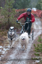 Racing Team in the Siberian Husky Club of GB Arden Grange Aviemore Sled Dog Rally 2012.