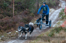 Racing Team in the Siberian Husky Club of GB Arden Grange Aviemore Sled Dog Rally 2012.