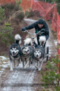 Racing Team in the Siberian Husky Club of GB Arden Grange Aviemore Sled Dog Rally 2012.