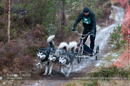 Racing Team in the Siberian Husky Club of GB Arden Grange Aviemore Sled Dog Rally 2012.